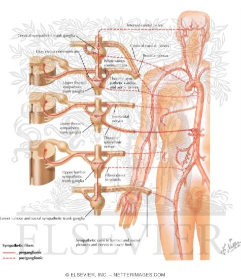 Watermarked preview of labeled image: Innervation of Blood Vessels: Schema