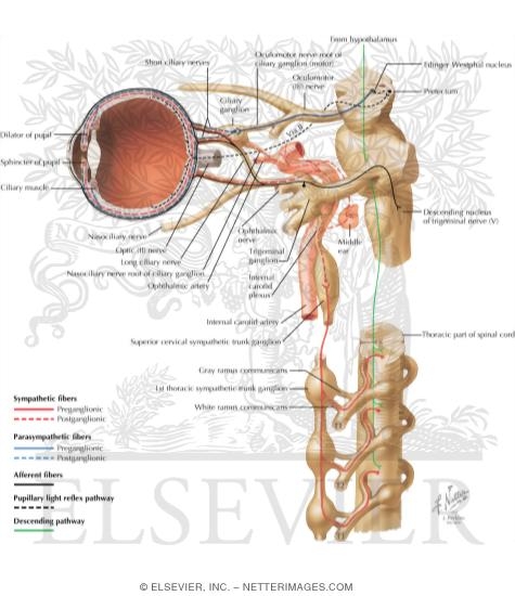 Watermarked preview of labeled image: Ciliary Ganglion: Schema Innervation of the Intrinsic Eye MusclesCiliary Ganglion: Schema