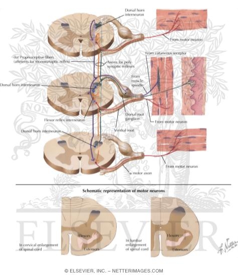 Spinal Effector Mechanism