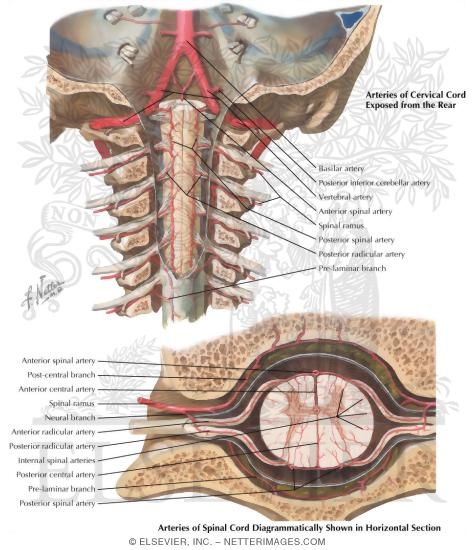 Anterior and Posterior Spinal Arteries and Their Distribution