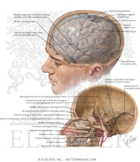 Meningeal Arteries
Dura Mater and Middle Meningeal Artery
Meningeal Arteries and Dura Mater