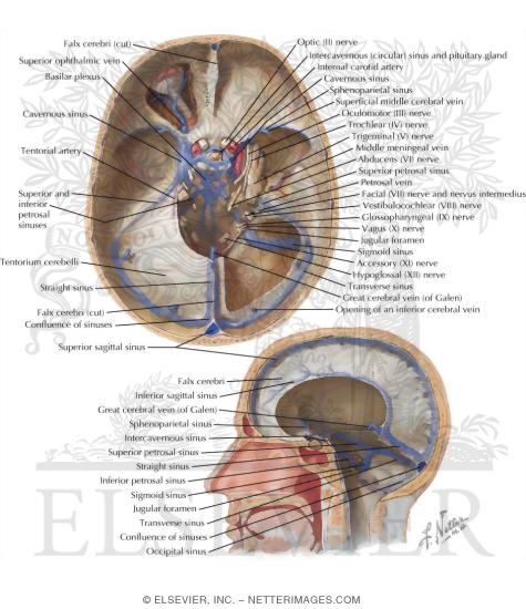 Watermarked preview of labeled image: Venous Sinuses: Sinus Durae Matrix
Venous Sinuses of Dura Mater