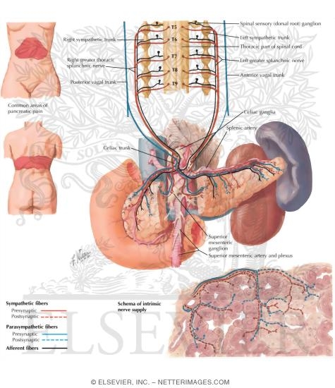 Watermarked preview of labeled image: Innervation of Pancreas: Schema