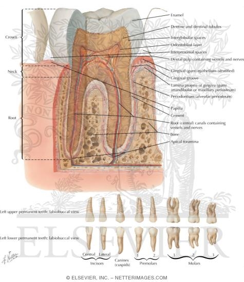 Watermarked preview of labeled image: Teeth