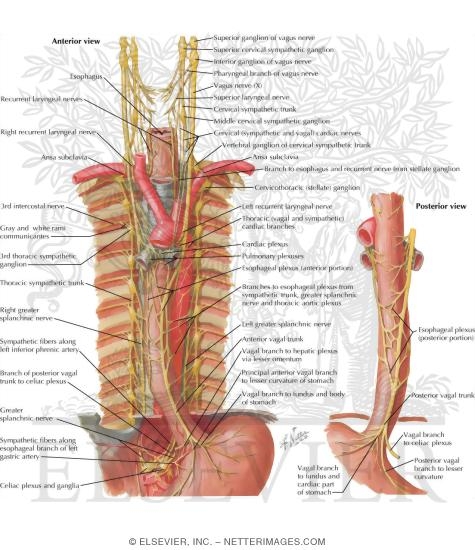 Innervation of Esophagus