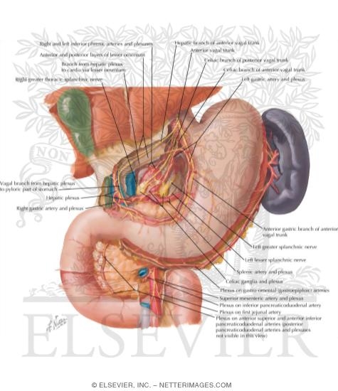 Watermarked preview of labeled image: Innervation of Stomach and Duodenum
Nerves of Stomach and Duodenum
The Stomach and Duodenum