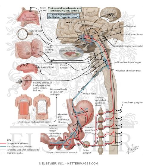 Watermarked preview of labeled image: Neural Control of Appetite and Hunger
Hunger and Appetite