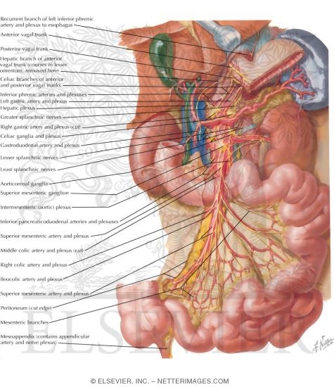 Innervation of Small and Large IntestineSmall Intestine