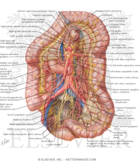Watermarked preview of labeled image: Innervation of Small and Large IntestineLarge Intestine