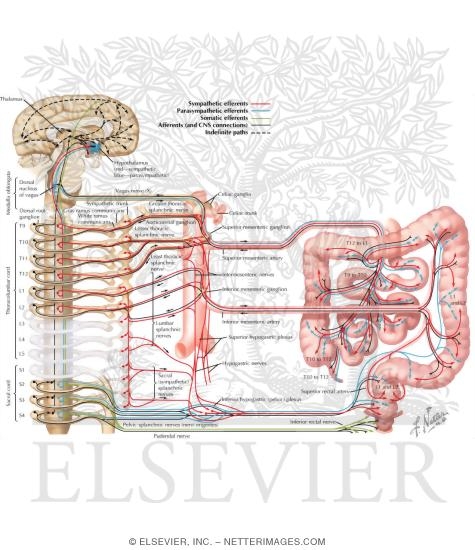 Watermarked preview of labeled image: Autonomic Innervation
Innervation of Small and Large Intestines: Schema
Nerve Supply of Small and Large Intestines