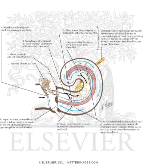 Watermarked preview of labeled image: Transmisson of Vibrations From Drum Through the Cochlea