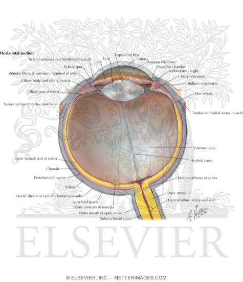 Anatomy of the Eyeball