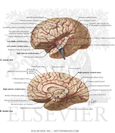 Arteries of Brain: Lateral and Medial Views
Arterial Supply of the Brain-Lateral and Medial Aspects