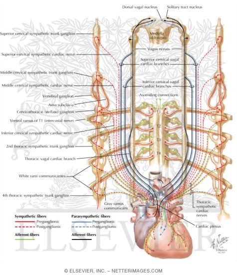 Watermarked preview of labeled image: Innervation of Heart: Schema