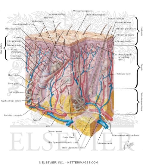Watermarked preview of labeled image: Cross Section of Skin