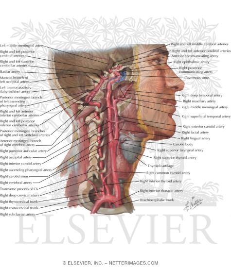 Watermarked preview of labeled image: Arteries to Brain and Meninges