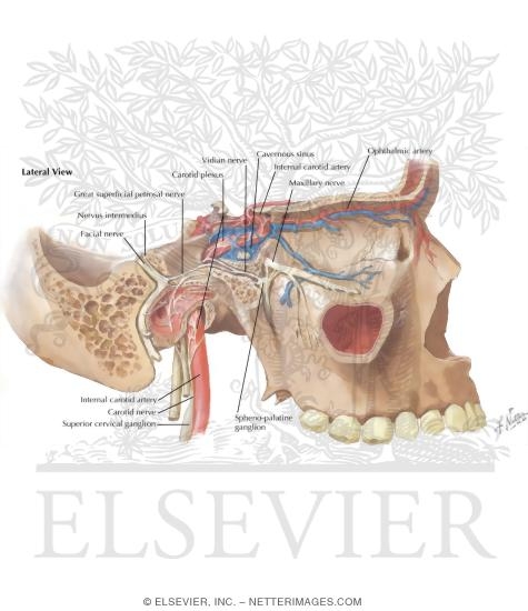Internal Carotid Artery In Skull