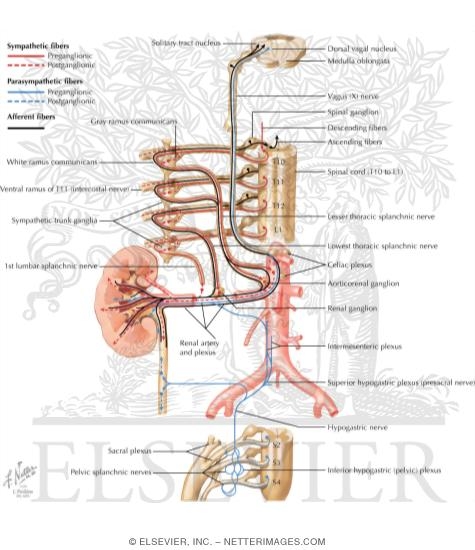 Innervation of Kidneys, Ureters and Bladder