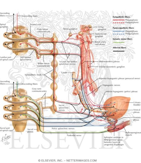 Innervation of Kidneys, Ureters and Bladder