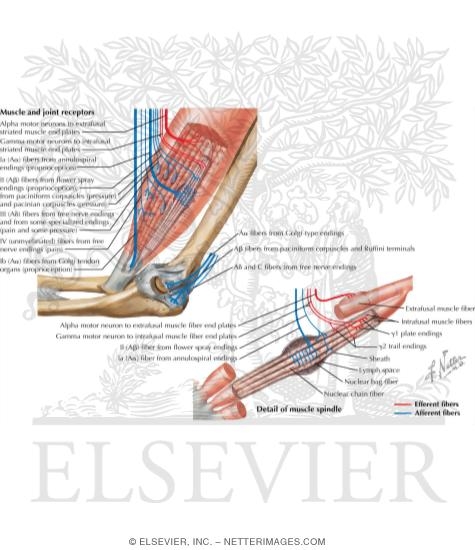 Watermarked preview of labeled image: Muscle and Joint Receptors