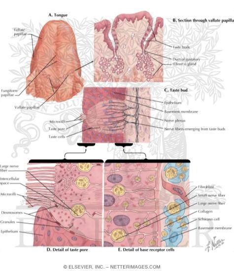 Taste Receptors