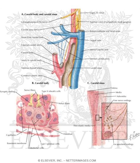 Interoceptors