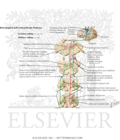 Reticulospinal and Corticoreticular Pathways