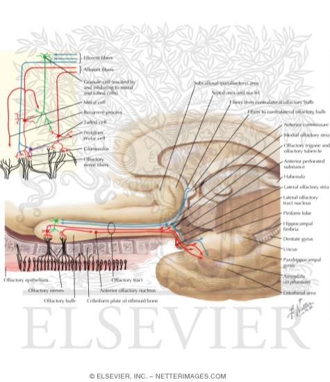 Olfactory Nerve Schema