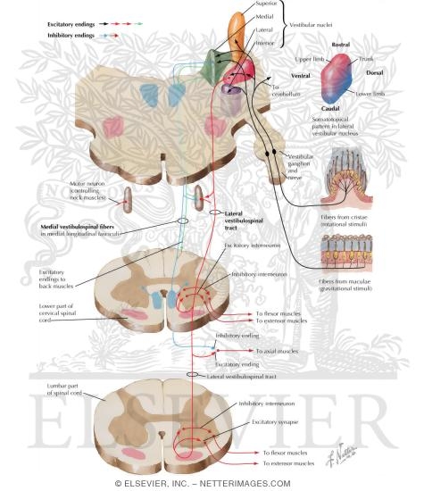 Vestibulospinal Tracts
