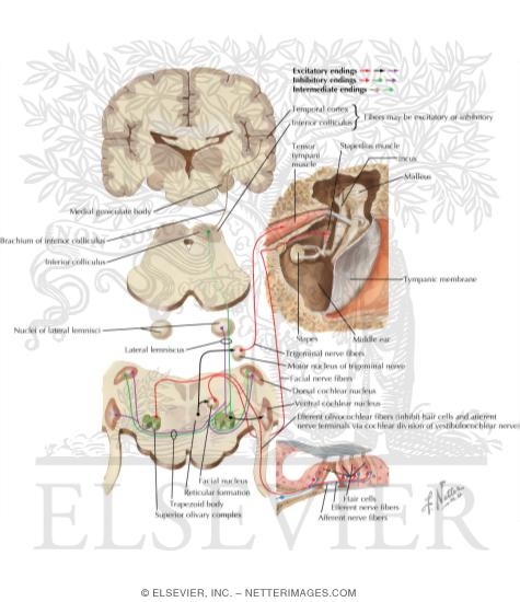 Watermarked preview of labeled image: Centrifugal Auditory Pathways
