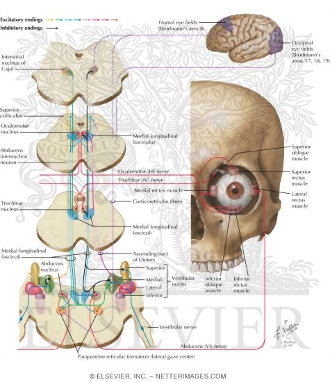 Control of Eye Movements