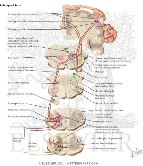 Rubrospinal Tract