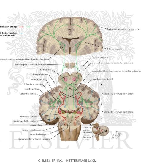 Watermarked preview of labeled image: Cerebellar Efferent Pathways