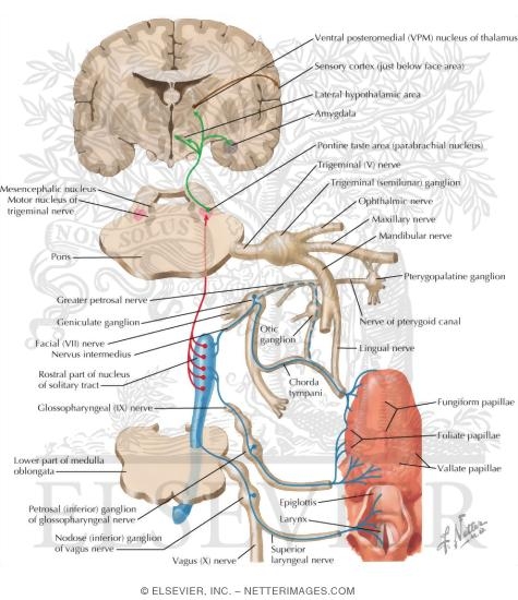 Watermarked preview of labeled image: Taste Pathways: Schema
