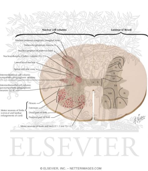 Cytoarchitecture of Spinal Cord Gray Matter