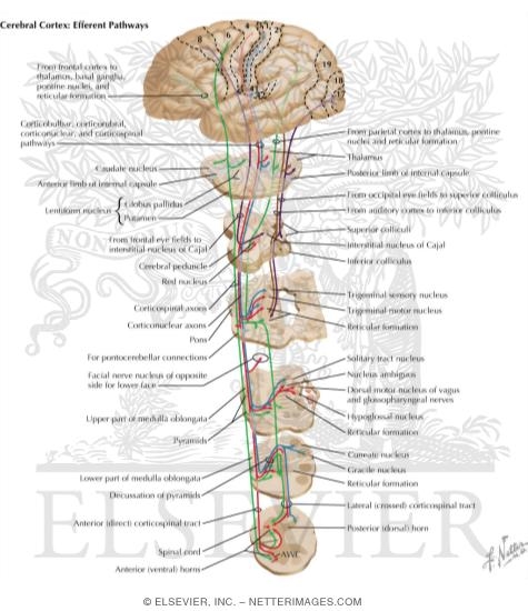 Cerebral Cortex: Efferent Pathways