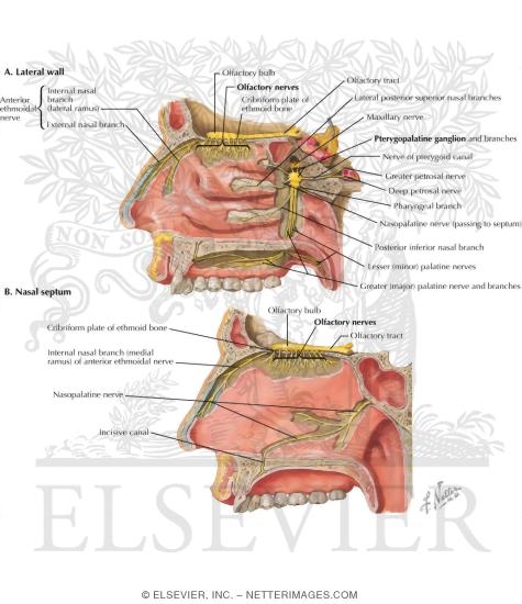 Olfactory (I) Nerve, Pterygopalatine Ganglion and Nerves of Nose