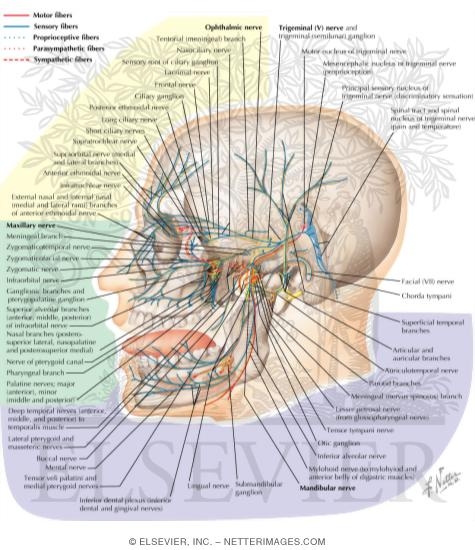Trigeminal (V) Nerve
