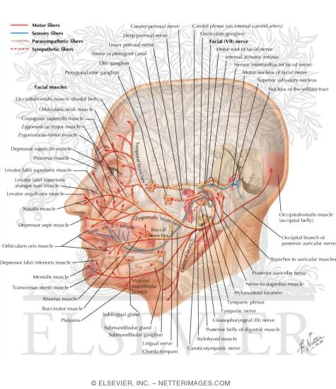 Watermarked preview of labeled image: Facial nerve (VII)