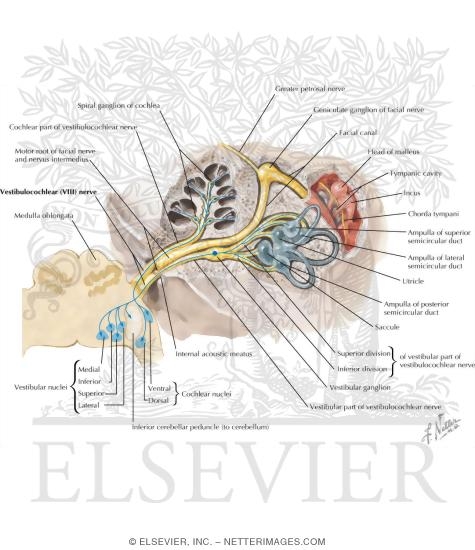 Watermarked preview of labeled image: Vestibulocochlear Nerve (VIII)