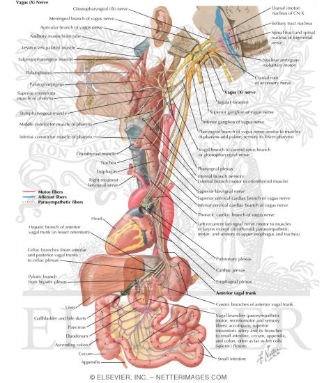 Watermarked preview of labeled image: Vagus Nerve (X): Schema