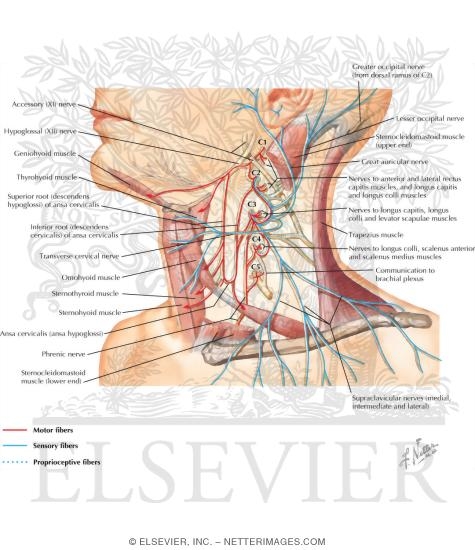 Cervical Plexus