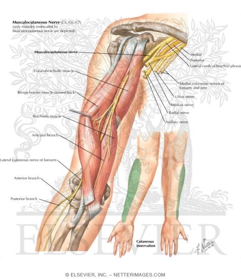 Watermarked preview of labeled image: Musculocutaneous Nerve