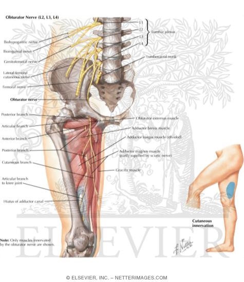 Watermarked preview of labeled image: Obturator Nerve