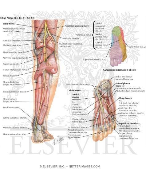 tibial nerve