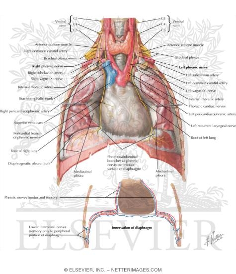 Watermarked preview of labeled image: Phrenic Nerve 