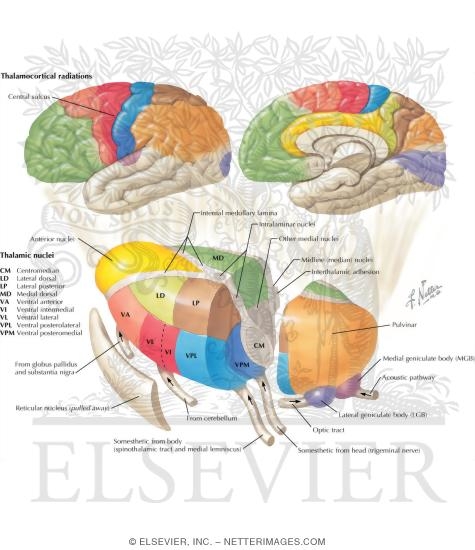 Thalamocortical Radiations
