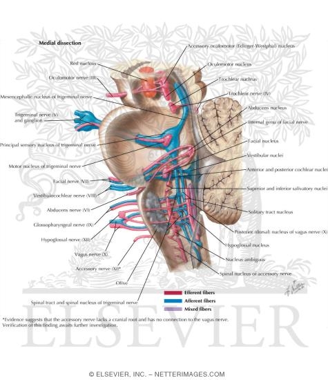 Cranial Nerve Nuclei In Brainstem Schema