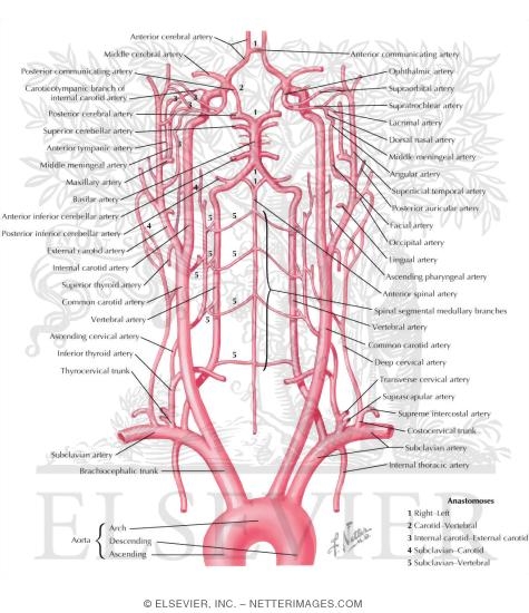Schema of Blood Supply to Brain
Arteries to Brain: Schema
