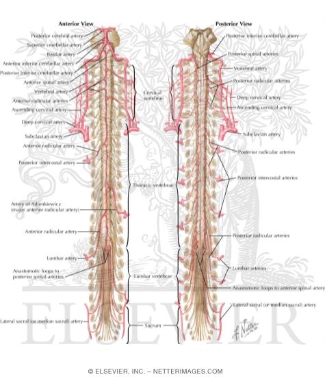 Arteries of Spinal Cord: Schema